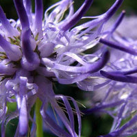 Raiponce de Scheuchzer -Phyteuma - Phyteuma scheuchzeri - Plantes d'extérieur