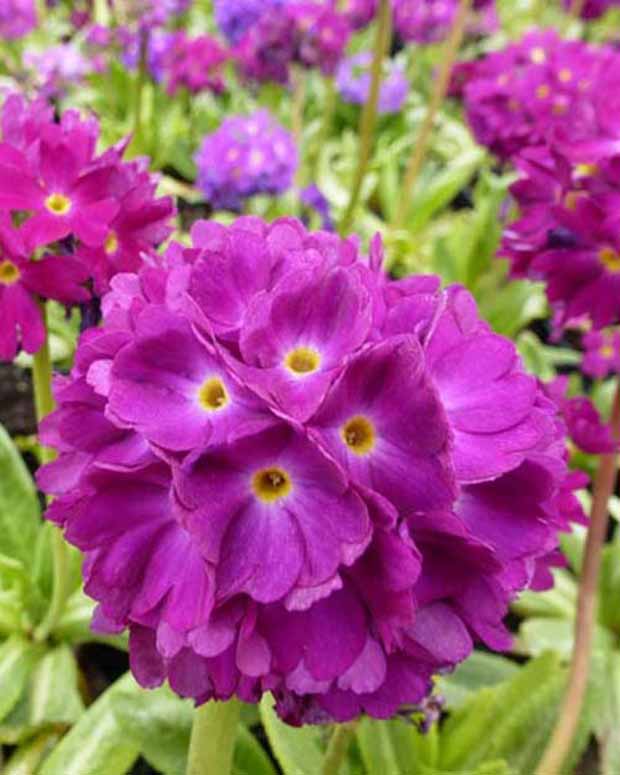 Primevère dentelée Rubin - Primula denticulata rubin - Plantes d'extérieur