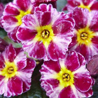 Primevère Dark Rosaleen - Primula dark rosaleen - Plantes d'extérieur