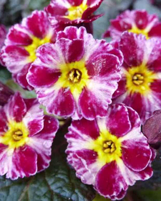 Primevère Dark Rosaleen - Primula dark rosaleen - Plantes d'extérieur