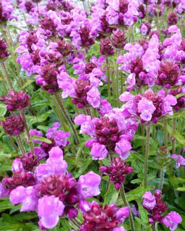 Prunelle à grandes fleurs Altenberg Rosa - Prunella grandiflora altenberg rosa - Plantes d'extérieur