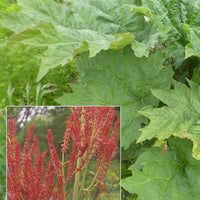 Rhubarbe palmée - Rheum palmatum var. tanguticum - Plantes d'extérieur