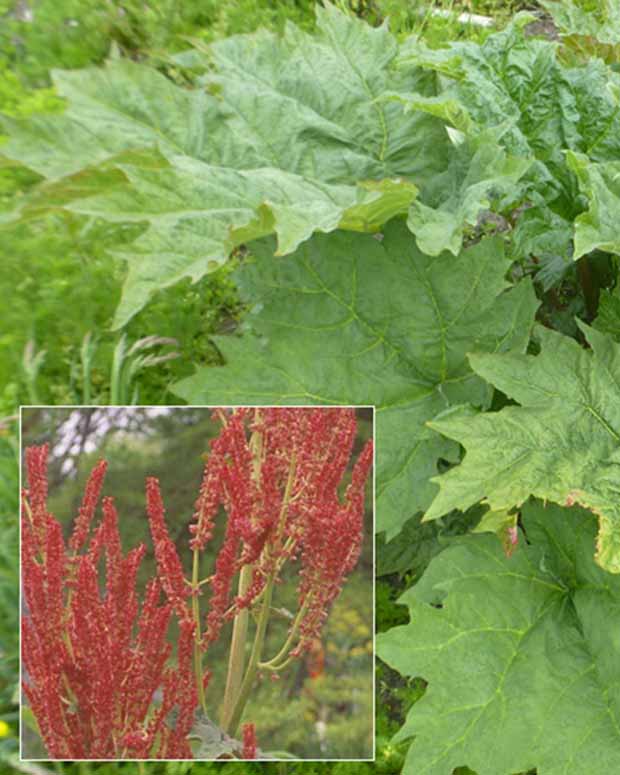 Rhubarbe palmée - Rheum palmatum var. tanguticum - Plantes vivaces