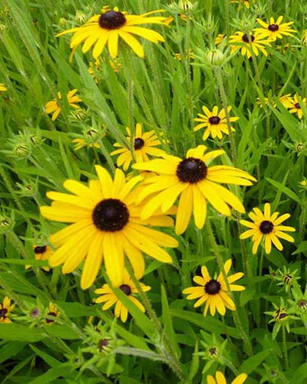 3 Rudbeckia speciosa - Rudbeckia fulgida speciosa - Plantes vivaces