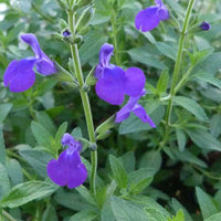 Sauge Monrovia - Salvia microphylla blue monrovia - Plantes d'extérieur