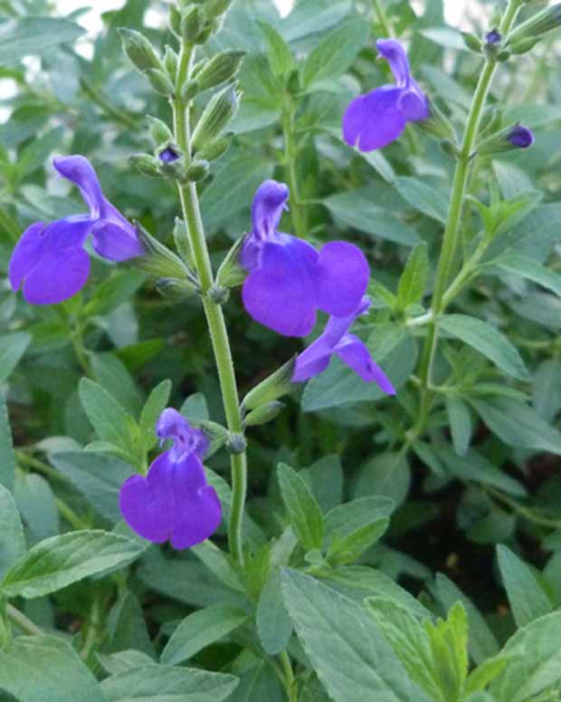 Sauge Monrovia - Salvia microphylla blue monrovia - Plantes vivaces