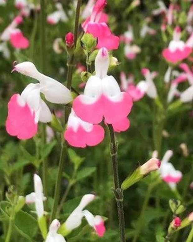 Sauge arbustive Pink lips - Salvia microphylla jeremy pink lips - Plantes vivaces