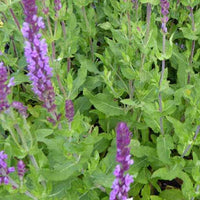 Sauge des bois Amethyst - Salvia nemorosa amethyst - Plantes d'extérieur