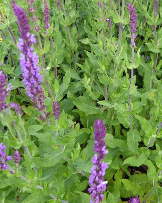 Sauge des bois Amethyst - Salvia nemorosa amethyst - Plantes vivaces