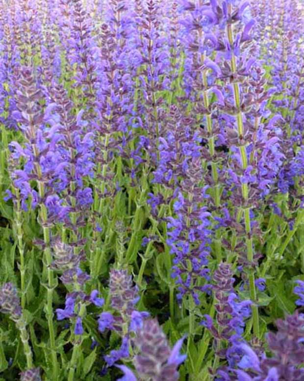 Sauge des bois Rügen - Salvia nemorosa rügen - Plantes d'extérieur