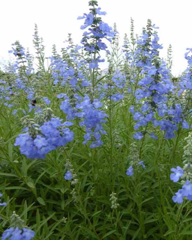 Sauge des marais African Skies - Salvia uliginosa african skies - Plantes d'extérieur