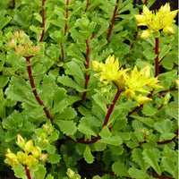 3 Sedum Weihenstephaner - Sedum floriferum weihenstephaner gold - Plantes d'extérieur