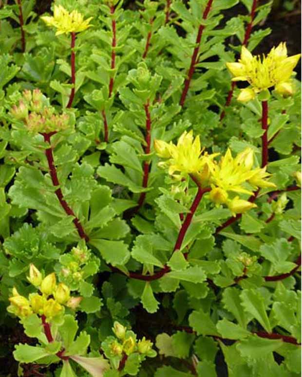 3 Sedum Weihenstephaner - Sedum floriferum weihenstephaner gold - Plantes d'extérieur