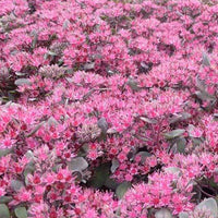 Sedum Bertram Anderson - Sedum bertram anderson - Plantes d'extérieur