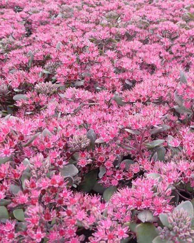 Sedum Bertram Anderson - Sedum bertram anderson - Plantes vivaces