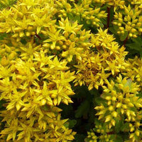 3 Sedum Immergrünchen - Sedum hybridum immergrünchen - Plantes d'extérieur