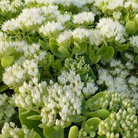 Sedum Iceberg - Sedum spectabile iceberg - Plantes d'extérieur