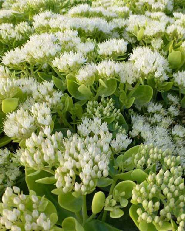 Sedum Iceberg - Sedum spectabile iceberg - Plantes d'extérieur