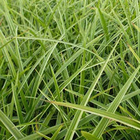 Laîche du Japon Gilt - Carex - Carex morrowii gilt - Plantes d'extérieur