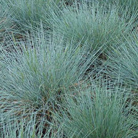 3 Fétuques bleues Zwergenkönig - Festuca glauca zwergenkönig - Plantes d'extérieur