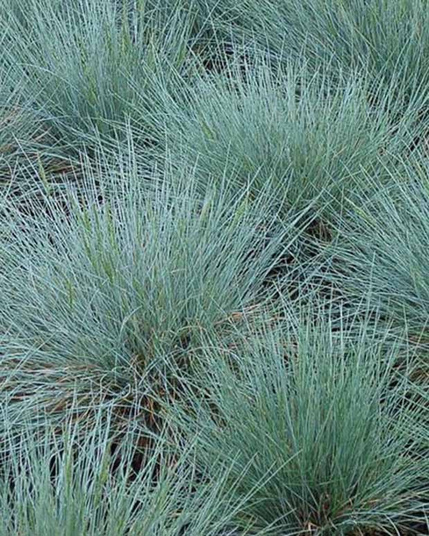 3 Fétuques bleues Zwergenkönig - Festuca glauca zwergenkönig - Graminées