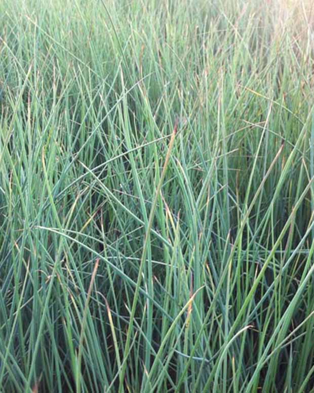 3 Joncs courbés - Juncus inflexus - Plantes d'extérieur