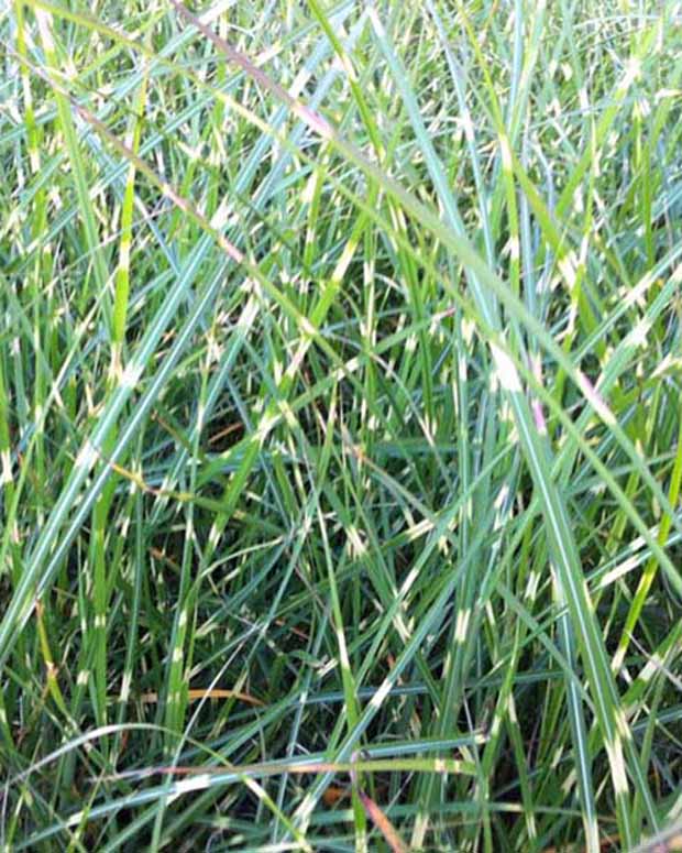 Eulalie Pünktchen - Miscanthus sinensis pünktchen - Graminées