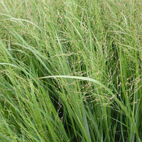 Panic érigé Thundercloud - Panicum virgatum thundercloud - Plantes d'extérieur