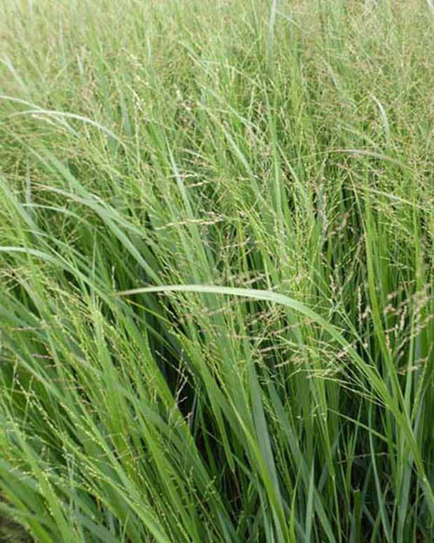 Panic érigé Thundercloud - Panicum virgatum thundercloud - Plantes d'extérieur