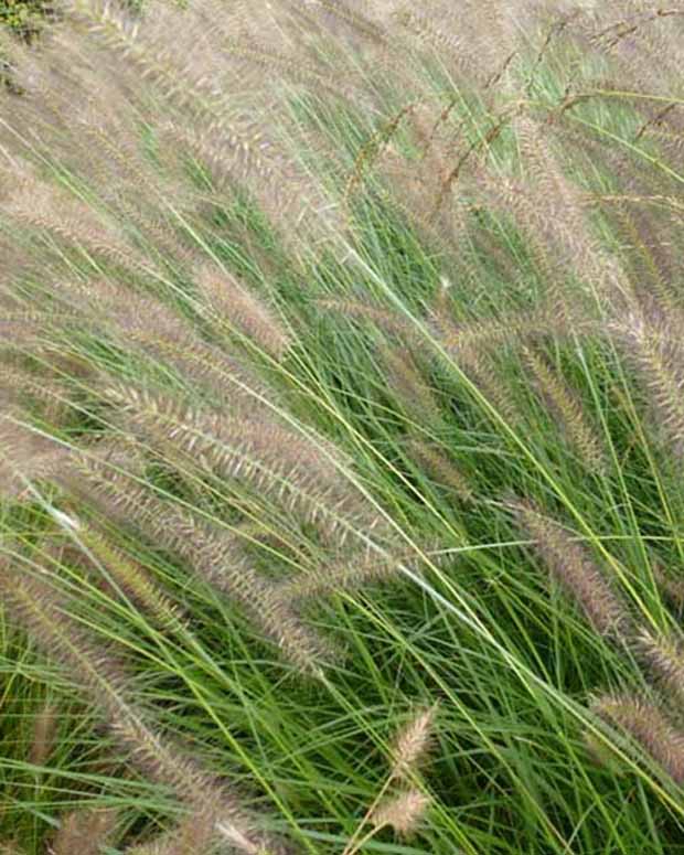 Herbe aux écouvillons Herbstzauber - Pennisetum - Pennisetum alopecuroides herbstzauber - Plantes d'extérieur