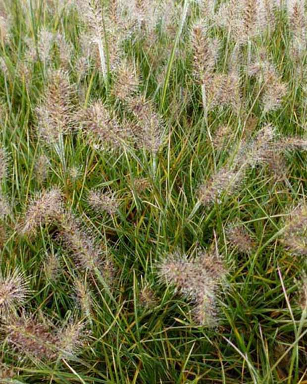 Herbe aux écouvillons Little Honey - Pennisetum - Pennisetum alopecuroides little honey - Graminées