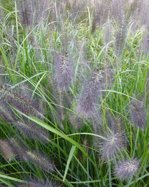 Herbe aux écouvillons National Arboretum - Pennisetum - Pennisetum alopecuroides national arboretum - Graminées