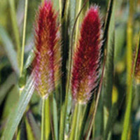 Herbe aux écouvillons de Thunberg Red Buttons - Pennisetum - Pennisetum thunbergii red buttons (massaicum) - Plantes d'extérieur