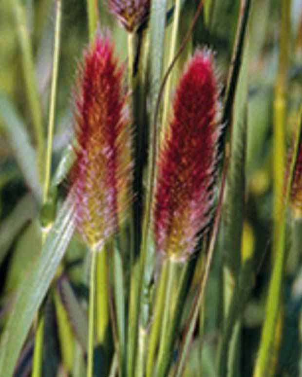 Herbe aux écouvillons de Thunberg Red Buttons - Pennisetum - Pennisetum thunbergii red buttons (massaicum) - Graminées