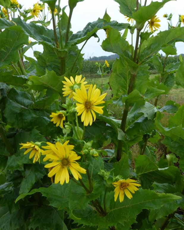 Silphe perfolié - Silphium perfoliatum - Plantes vivaces