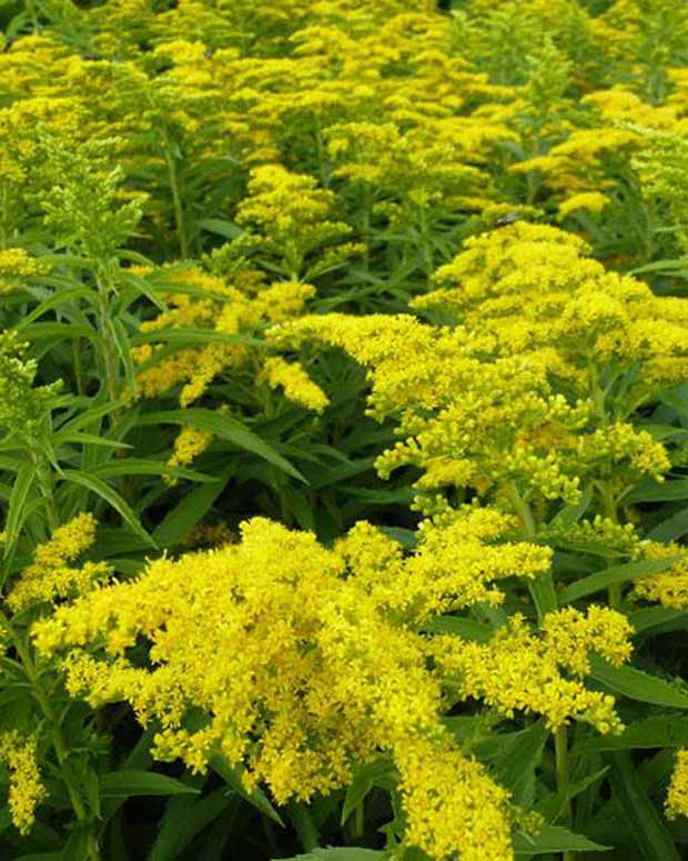 3 Solidago Golden Dwarf - Solidago golden dwarf - Plantes vivaces