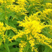 3 Solidago Strahlenkrone - Solidago strahlenkrone - Plantes d'extérieur