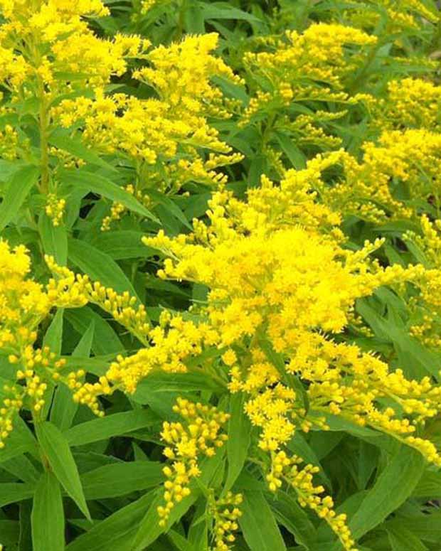 3 Solidago Strahlenkrone - Solidago strahlenkrone - Plantes vivaces