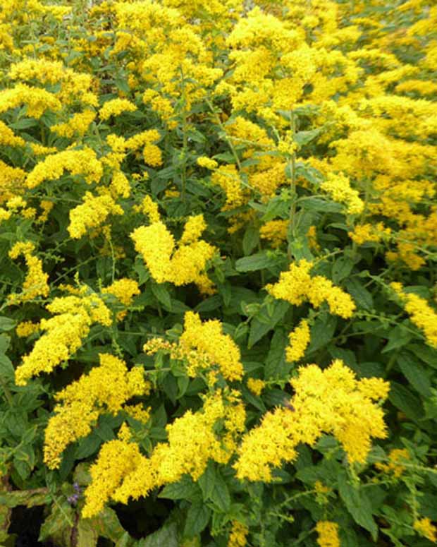 Solidago rugosa - Solidago rugosa - Plantes d'extérieur