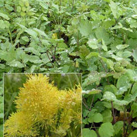 3 Pigamons jaunes à feuilles bleutées - Thalictrum speciosissimum - Plantes d'extérieur