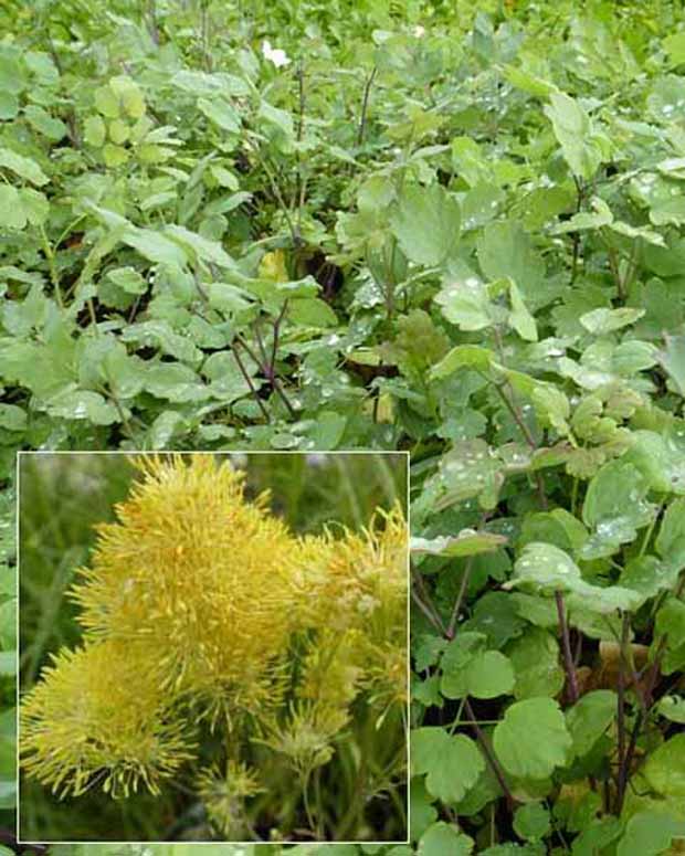 3 Pigamons jaunes à feuilles bleutées - Thalictrum speciosissimum - Plantes vivaces