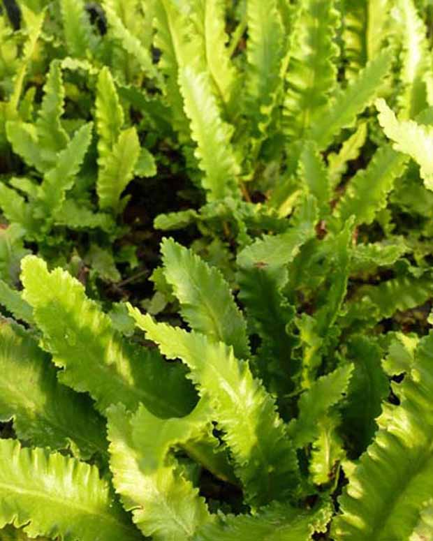 Fougère scolopendre à feuilles étroites - Langue de cerf - Asplenium scolopendrium angustatum - Plantes d'intérieur