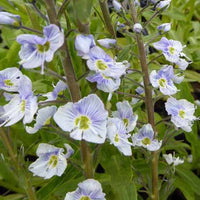 Véronique fausse-gentiane Robusta - Veronica gentianoides robusta - Plantes d'extérieur