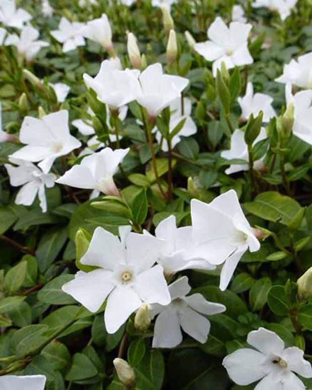 3 Petites pervenches White Power - Vinca minor white power - Plantes vivaces