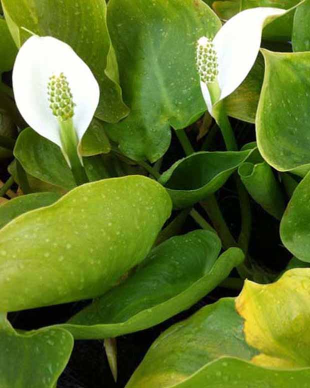 Arum d'eau - Calla palustris - Graminées