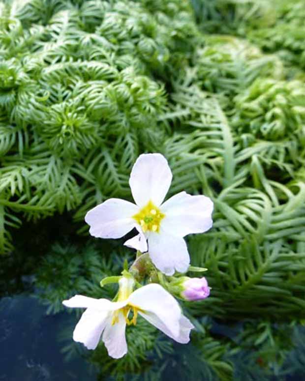 Hottonie des marais - Hottonia palustris - Plantes de bassin