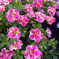 3 Mini-pétunia Double Loopy Rose - Calibrachoa Double Loopy Pink - Plantes vivaces