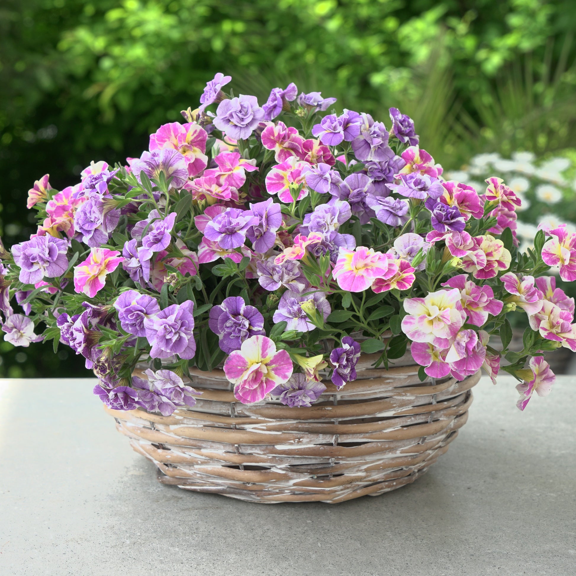 Collection de 6 Mini-pétunia Double Loopy - Calibrachoa Double Loopy Lavender + Pink - Plantes vivaces