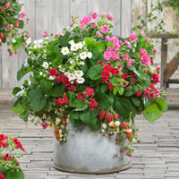 3 Fraisiers à fleurs doubles en mélange - Fragaria Summer Breeze (red, pink + white) - Fraisiers