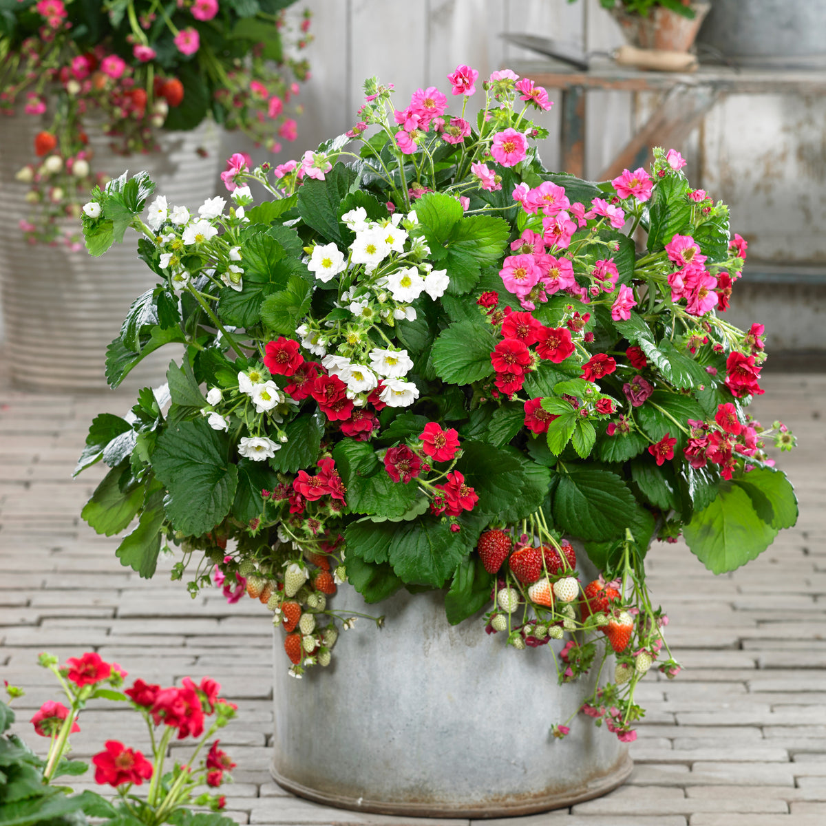 3 Fraisiers à fleurs doubles en mélange - Bakker